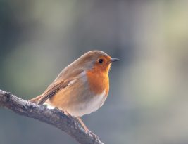 Attention, ces aliments toxiques peuvent tuer les oiseaux !