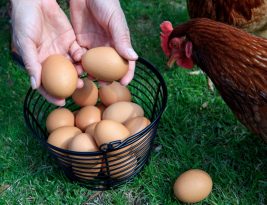 Poules : faut-il leur faire boire du vin ?