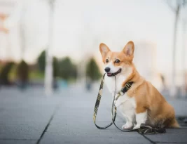 Pourquoi surveiller attentivement mon chien pendant ses promenades ?