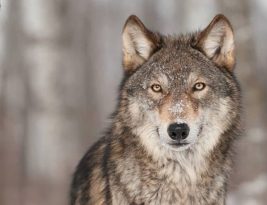 Que faire en cas de rencontre avec un loup