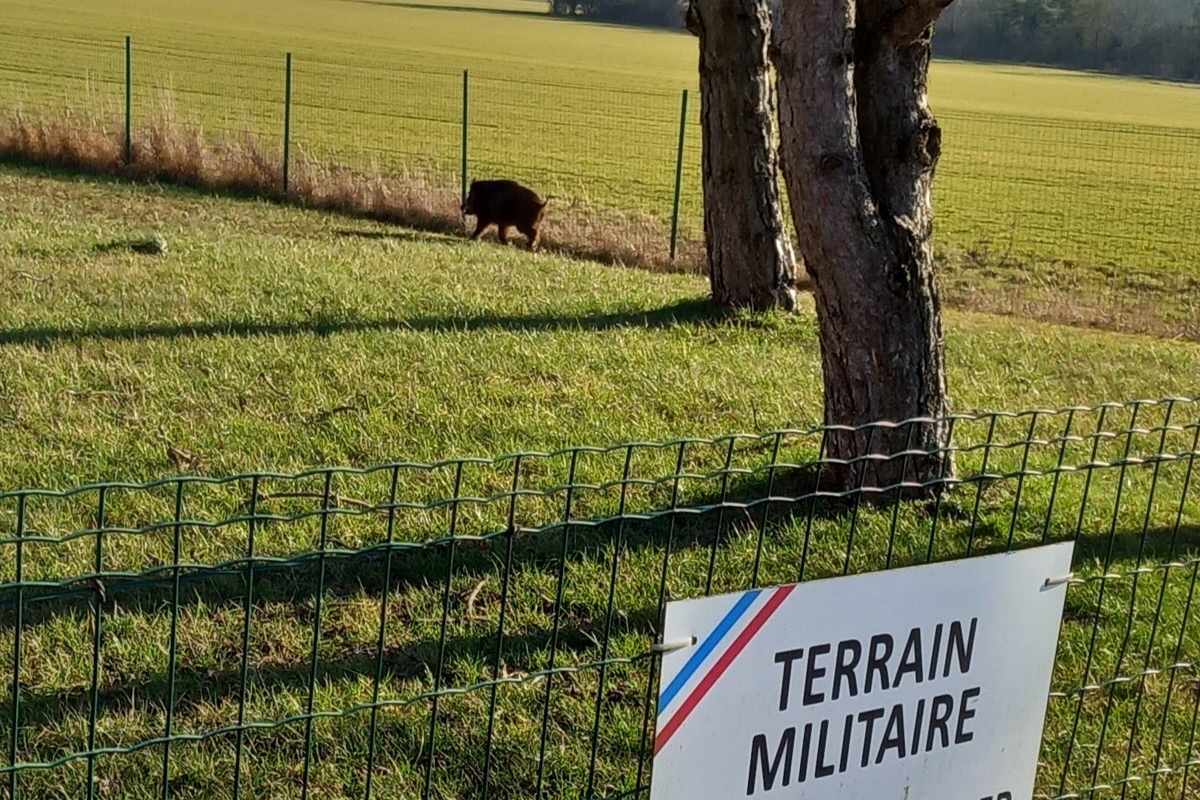 Un Jeune Sanglier Se R Fugie Derri Re Le Grillage De La Gendarmerie