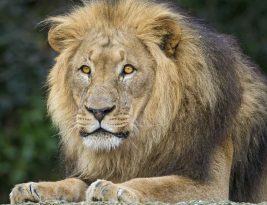 Inde: Un homme se jette dans l’enclos d’un lion pour un «selfie»